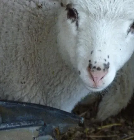 فندق مبيت وإفطار Ferme Des Combettes Saint-Péray