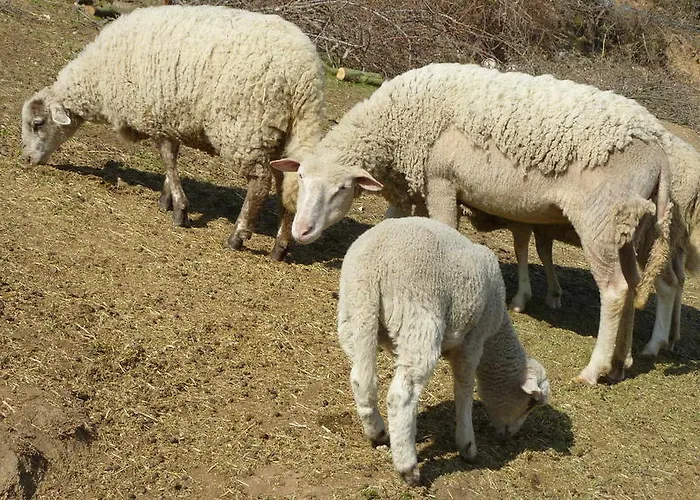 Ferme Des Combettes