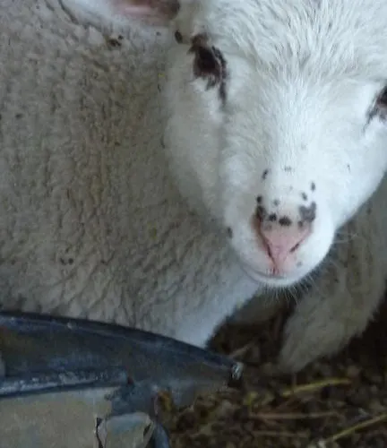 فندق مبيت وإفطار Ferme Des Combettes Saint-Péray