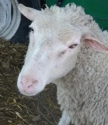فندق مبيت وإفطار Ferme Des Combettes