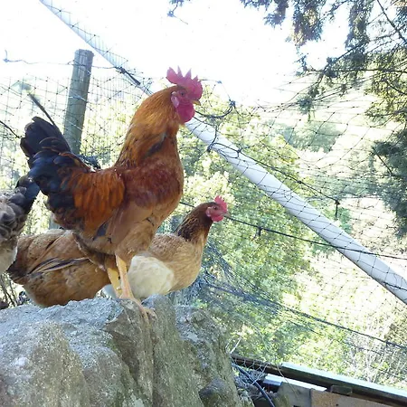 Oda ve Kahvaltı Ferme Des Combettes Saint-Péray
