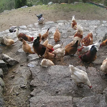Oda ve Kahvaltı Ferme Des Combettes Saint-Péray
