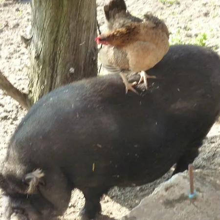 Oda ve Kahvaltı Ferme Des Combettes 3*